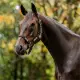 Horseware Signature Field Safe Grime 